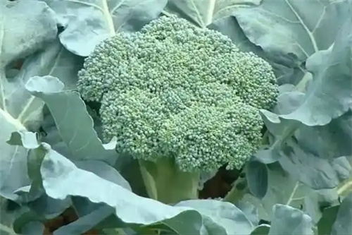 图片细节